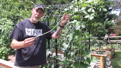 Plant Focus: Yard Long Beans. You Should Try Growing These!