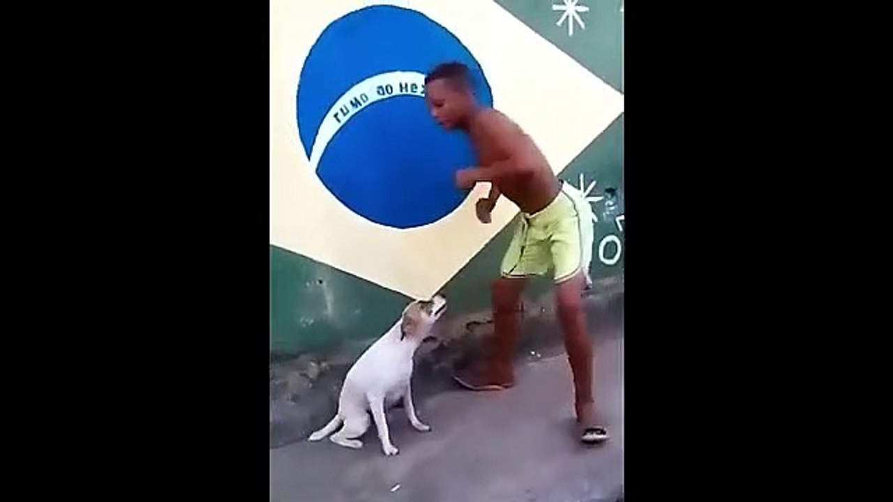 Perrito Bailando
