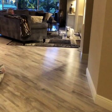 Seriously Excited Doggy Spins on the Spot