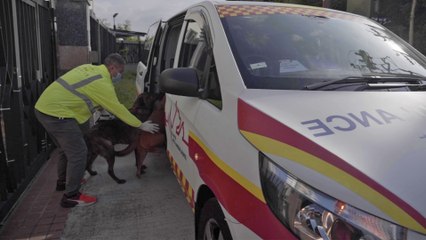 Ex-lifeguard becomes pet paramedic offering care he was unable to find for his own cat