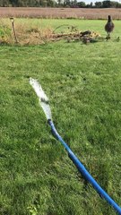 Emu Plays an Amusing Game With a Hose