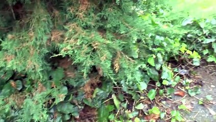 MICHOU64 W-D.D. JARDINE - 5 OCTOBRE 2020 - PAU - NETOYAGE D'UN COTÉ DE L'ESCALIER EXTÉRIEUR