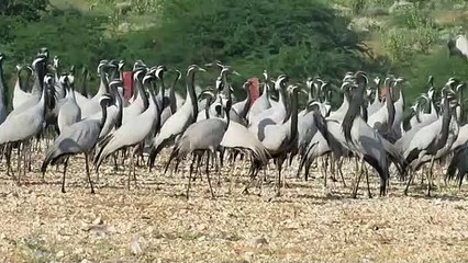 खींचन में गूंजने लगा 7 हजार से अधिक कुरजां का कलरव