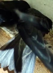 Swiftlet Farm - Chim Yến Làm Tổ Bên Trong Nhà Yến Thành Công.