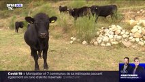 Dans les Alpes-Maritimes, les éleveurs partagent leurs inquiétudes après les intempéries