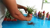 Great Way to Create Your Own Vertical Garden with House plants Using Plastic Bottles--GREEN PLANTS