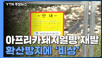 아프리카돼지열병 재확산 방지 총력대응...접경지 농가 음성 / YTN