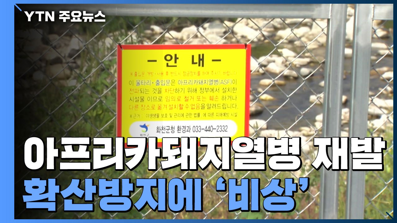 아프리카돼지열병 재확산 방지 총력대응...접경지 농가 음성 / YTN