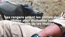 Les rangers coupent les cornes des rhinocéros pour les protéger des braconniers