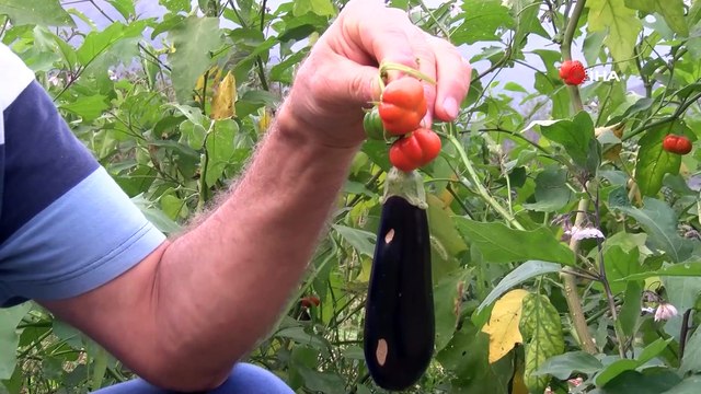 Patlıcan tohumu ekti, hayatının şokunu yaşadı