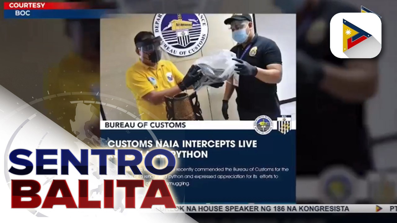 Buhay na python, nadiskubre ng BOC sa isang kar...