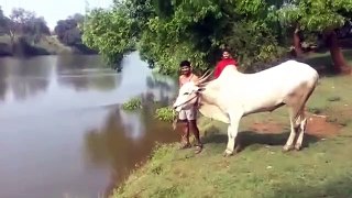 cow teaches a man to swim