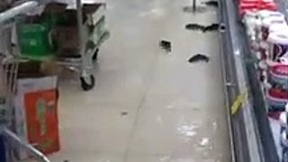 fish at the supermarket