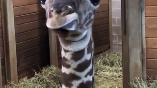 this giraffe is gorgeous