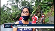 Pohon Tumbang Tutup Ruas  Jalan Provinsi