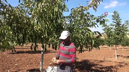 Eşme’de ceviz hasadı başladı