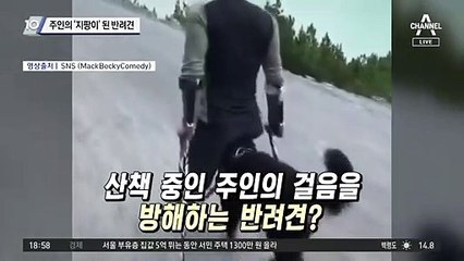 주인의 ‘지팡이’ 된 반려견