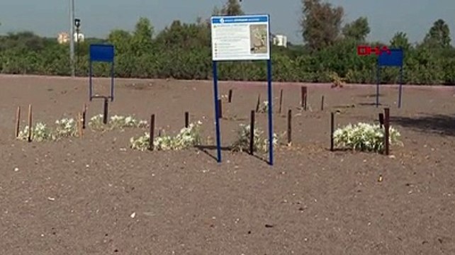 Kum zambaklarını koparana 73 bin lira ceza kesilecek