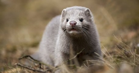 Covid-19 : l'abattage de centaines de milliers de visons a débuté au Danemark