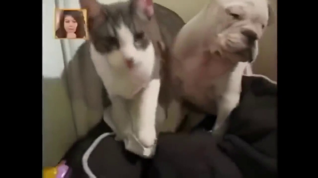 Angry Cats Vs Dogs Funny Compilation Video Ever_ cats and dog Fight_My Way_HD