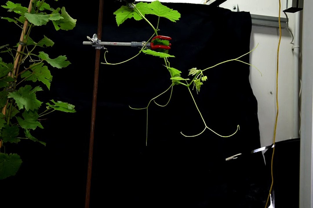 nutation vine apex