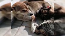 Sokak köpeği kediye annelik yapıyor