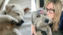 Jennifer Aniston Adopts Adorable Puppy Chesterfield