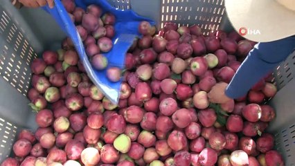 Niğde elma hasadında 500 bin ton rekolte bekliyor