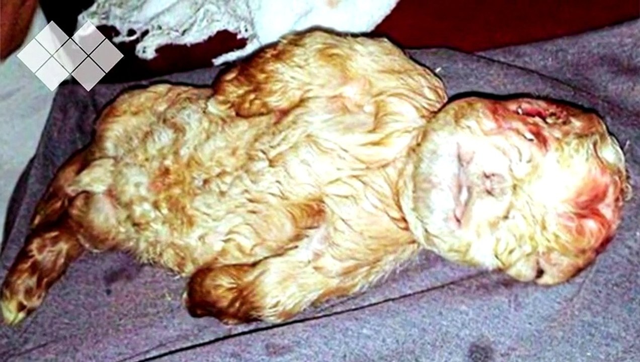 5 ANIMALS BORN WITH A HUMAN FACE