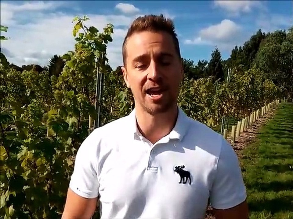 First harvest at newly-established Sussex vineyard
