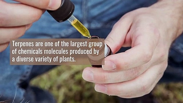 Why Terpenes Matter - Hoil Naturals