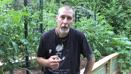 Blossom End Rot on your Tomatoes. What you can do (or not do) to fix it!