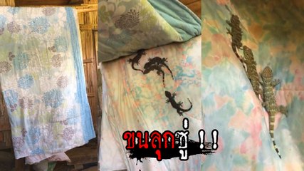 ขนลุก ! เปิดผ้ามามีสะดุ้ง  ตุ๊กแกเป็นโขยงอยู่กันเป็นครอบครัวเลย