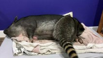 Raccoon Tries His Best to Annoy Porcine Pal