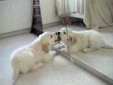 Cucciolo allo specchio