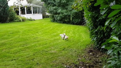 Courses au jardin suite