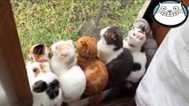 Talking Kitty Cats Best Cute Cats❤️ The Most Funny Cats Video