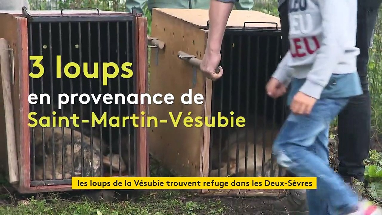 Tempête Alex : des loups de Saint-Martin-Vésubie trouvent refuge dans les Deux-Sèvres