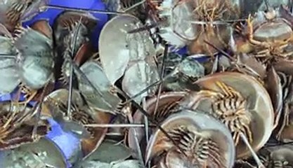Horseshoe crab blood could help scientists create a coronavirus vaccine. Here's why the liquid is so expensive.