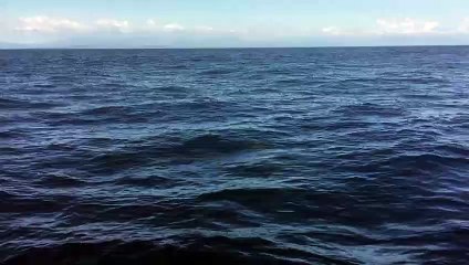 Huge Black Marlin Leaps out of the Water and Awes Fisherman