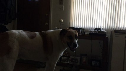 Bolee Belts Classic Dog Anthem