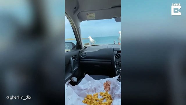 Des mouettes affamées se font arnaquer par un touriste en voiture