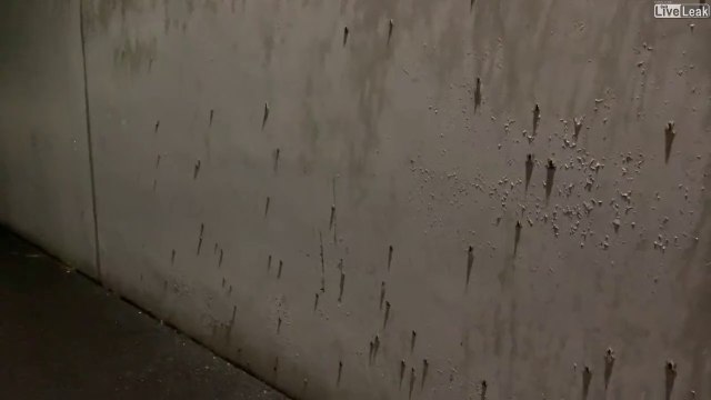 Des centaines de petites grenouilles grimpent au mur de cette maison