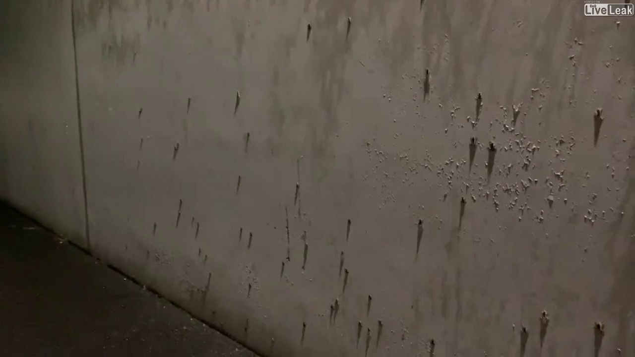 Des centaines de petites grenouilles grimpent au mur de cette maison