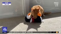 [이슈톡] '펭귄 인형' 물고 다니는 고양이