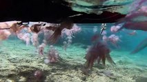 Man Snorkeling in an Ocean of Jellyfish