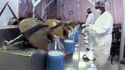 Horseshoe crab blood could help scientists create a coronavirus vaccine. Here's why the liquid is so expensive.