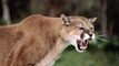 Shocking News Mountain Lion attack people - Kyle burgess mountain lion video - WATCH Mountain lion stalks Orem man in Slate Canyon