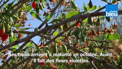 Roland Motte, jardinier : plantez des baies de goji, c'est bon pour la santé