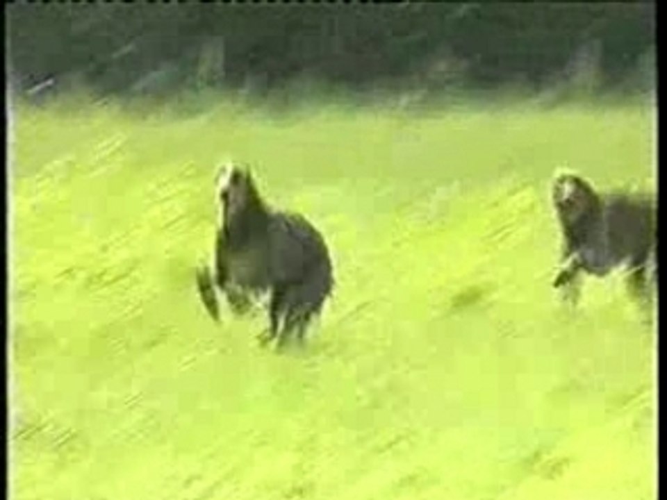 Le barzoï et le deerhound